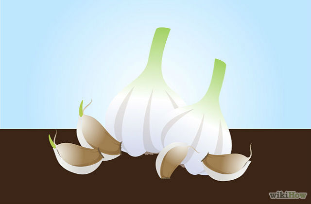 garlic2