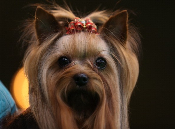 Yorkshire Terrier