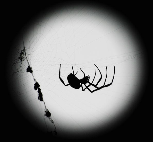 spider