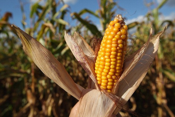 Corn Harvest Underway In Brandenburg