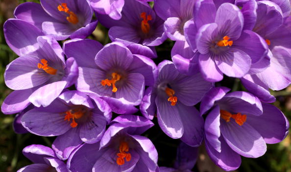 The First Signs Of Spring Are Seen At Kew Gardens