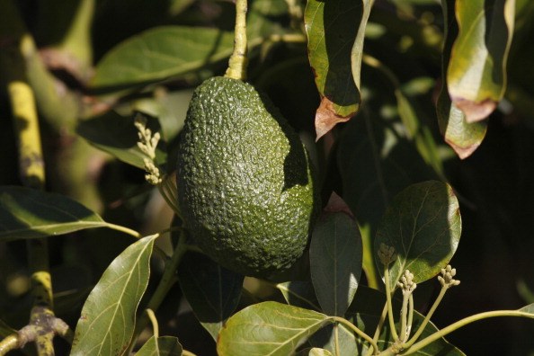 Avocados