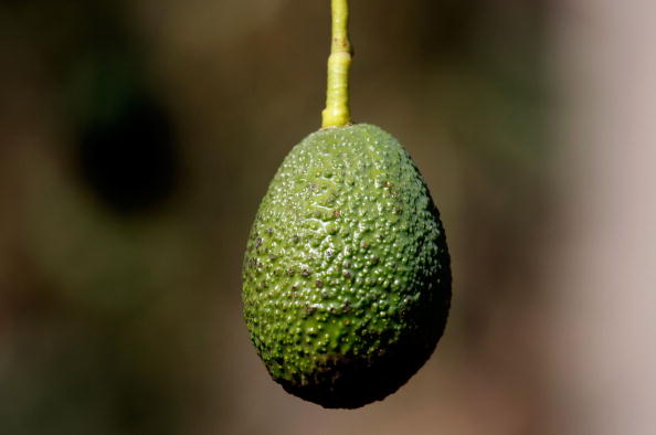 Avocado