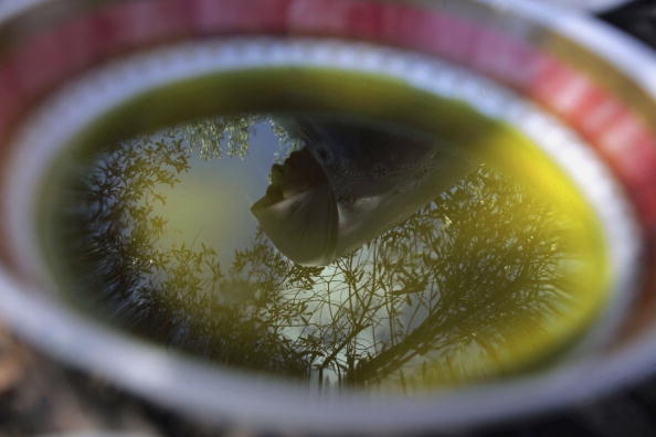 olive oil