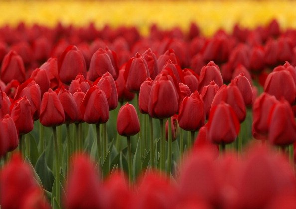 Tulips