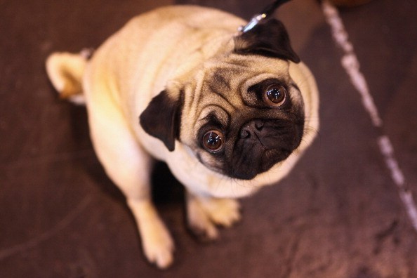 adorable little pug looking up