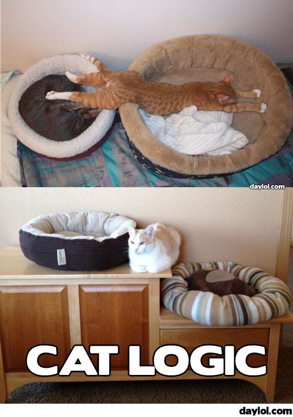 Cat Logic 1