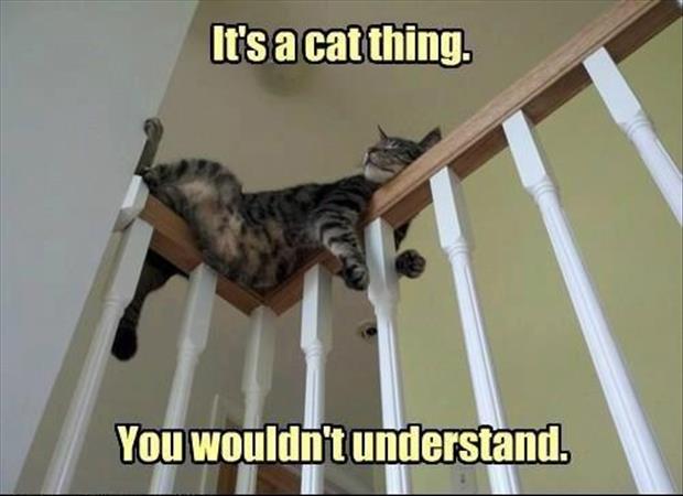 Cat Logic 10