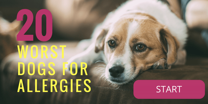 worst dog breeds