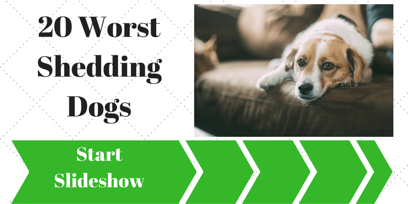 worst dog shedders