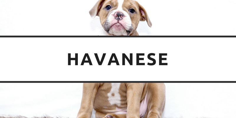 Havanese