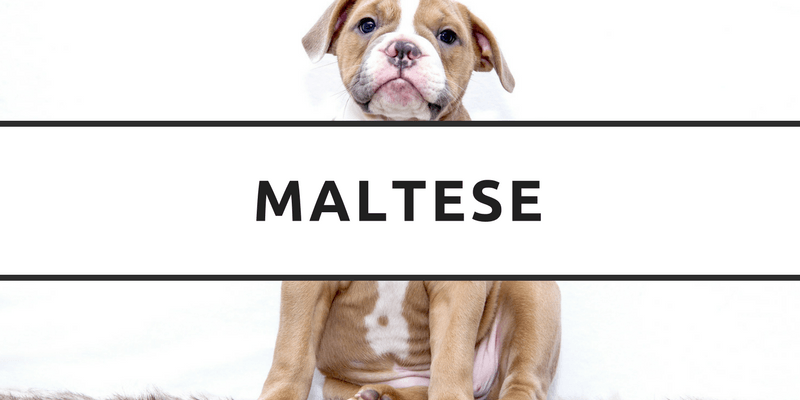 Maltese