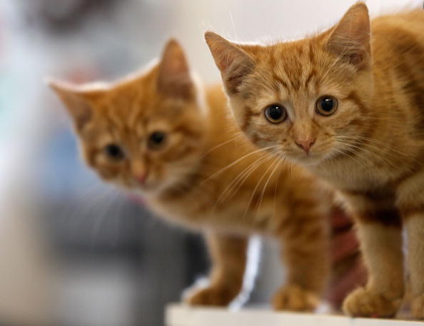 two adorable cats peeking around a corner