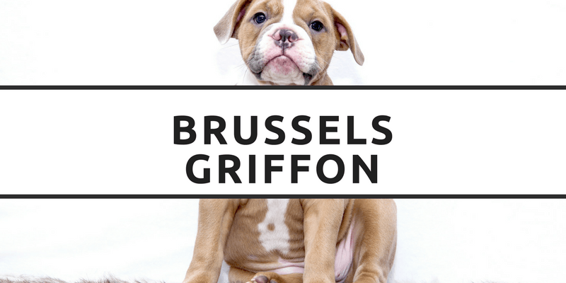 Brussels Griffon