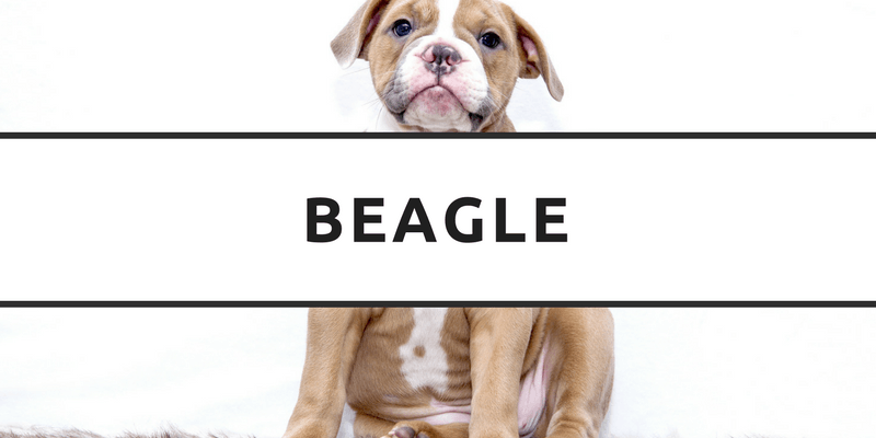 Beagle