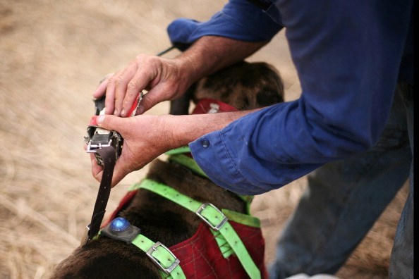 Hund med gps-halsband