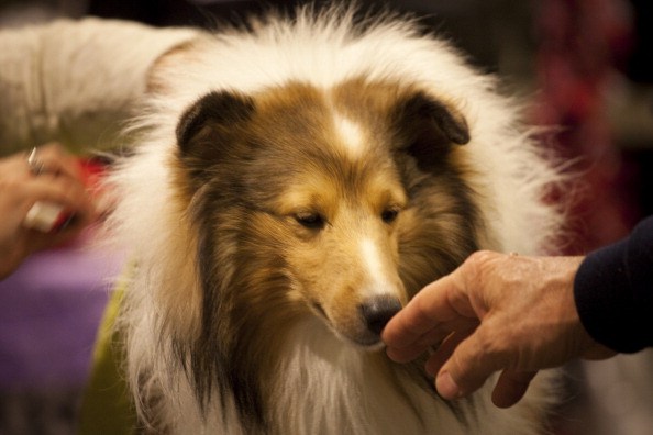 shetland sheepdog in dog show