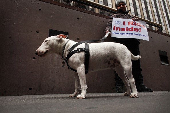 bull terrier die rondloopt