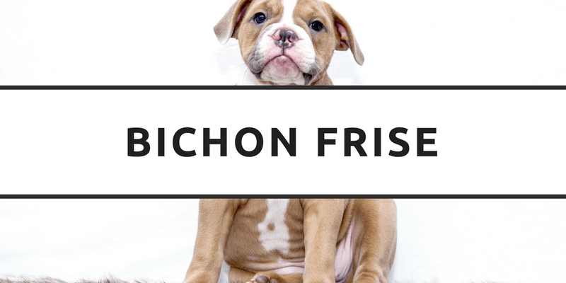 Bichon Frise