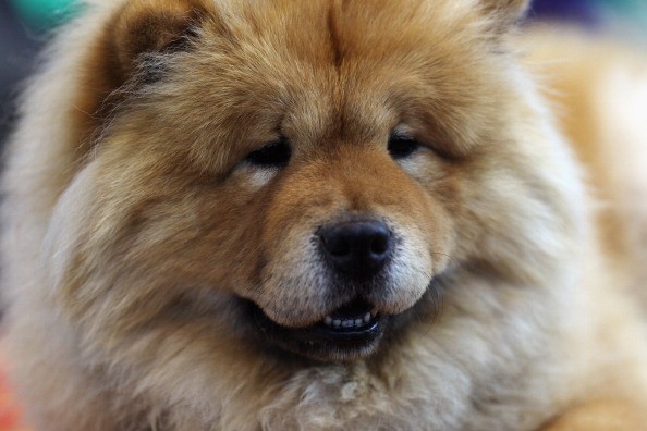 Dogs And Owners Gather For 2012 Crufts Dog Show