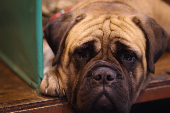 boxer laying down