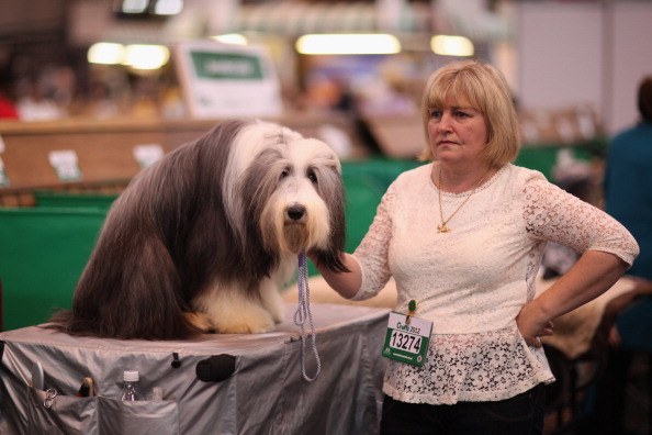 Dogs And Owners Gather For 2012 Crufts Dog Show