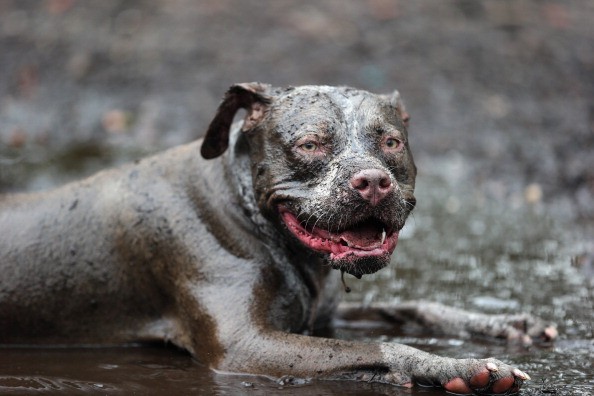 hond die in de mok ligt