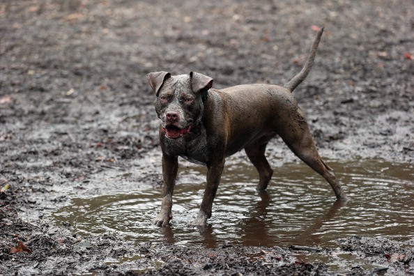 Hundepark i Massapequa