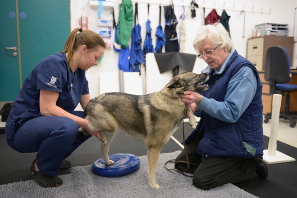 Veterinary Students In Training