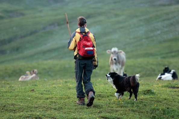 dogs playing in the mountains