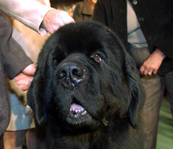 Best In Show Named At Westminster