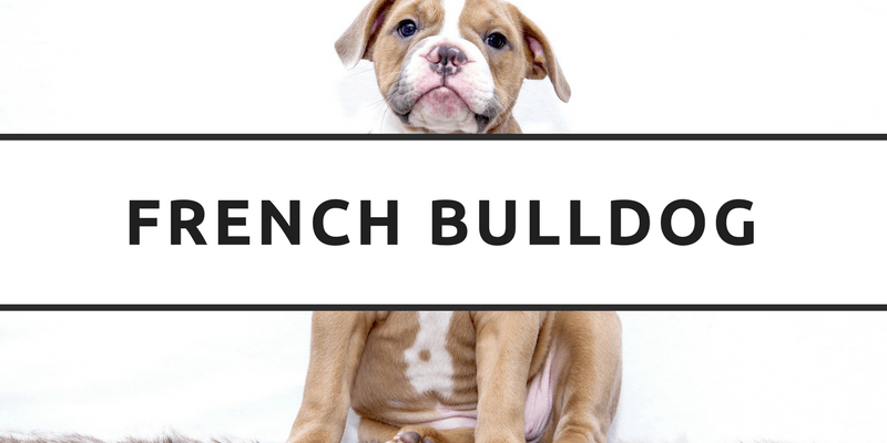 French Bulldog