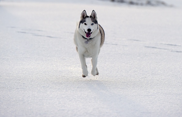 Snow And High Winds Hit The UK