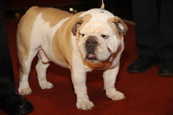 american bull dog walking