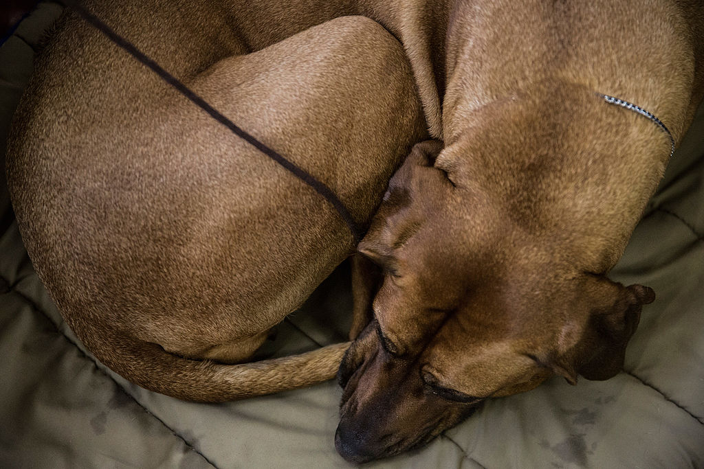 Champion Canines Compete At Annual Westminster Dog Show