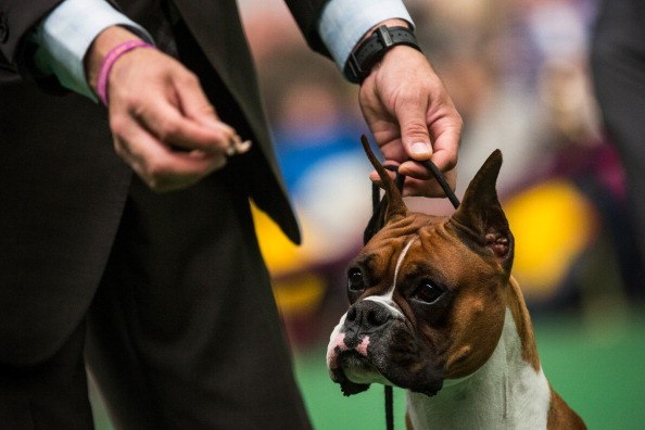 Champion Canines Compete At Annual Westminster Dog Show