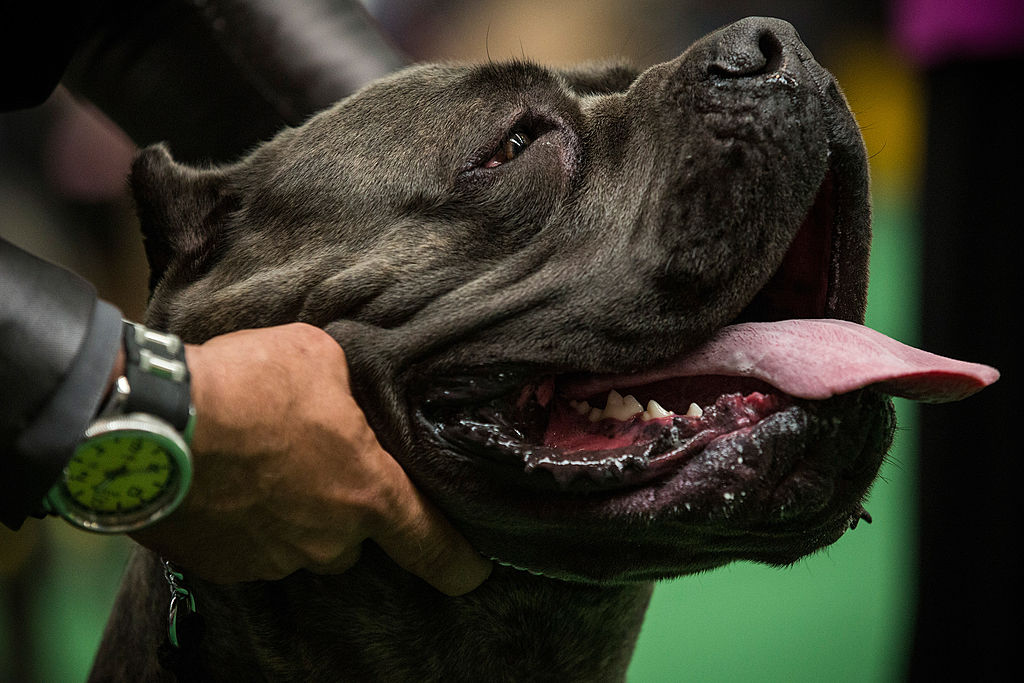 Câinii campioni concurează la expoziția anuală Westminster Dog Show