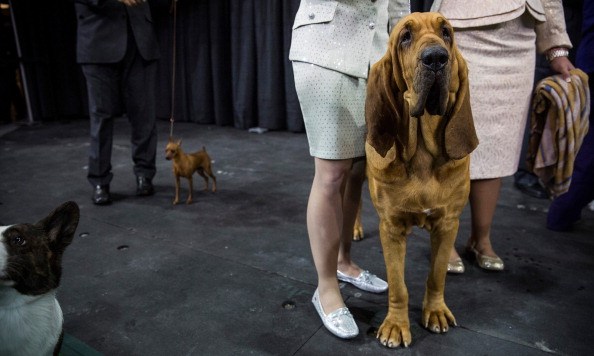 Champion Canines Compete At Annual Westminster Dog Show