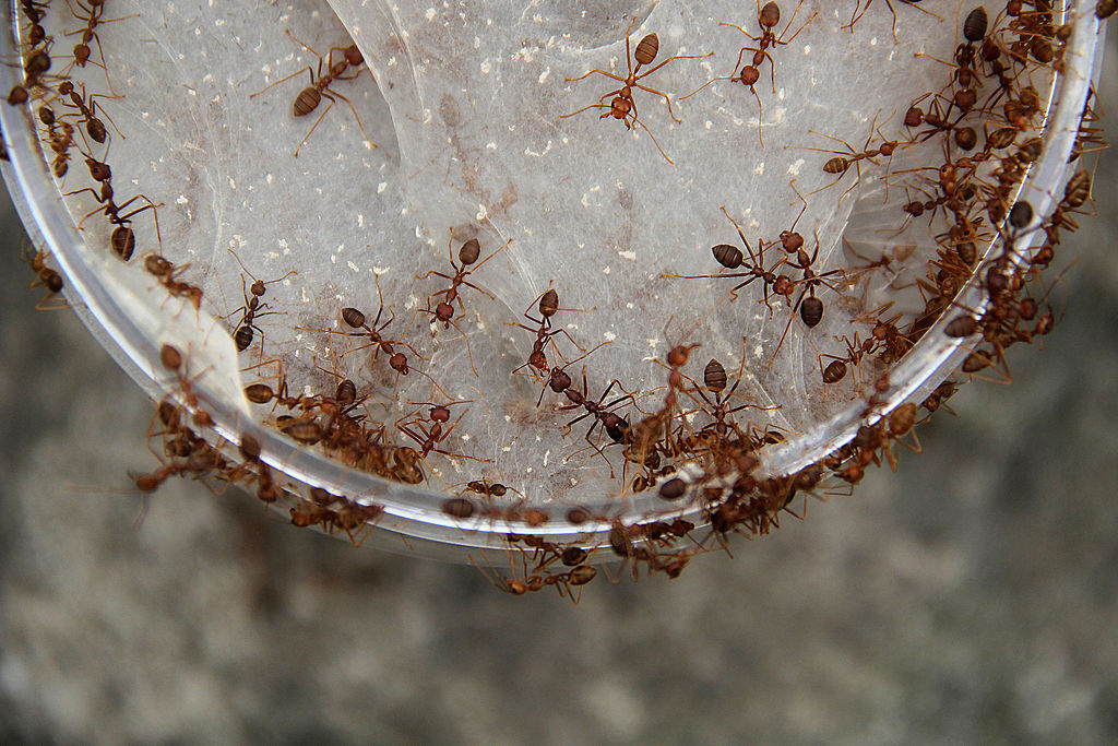 Ant Breeders Of Bogor