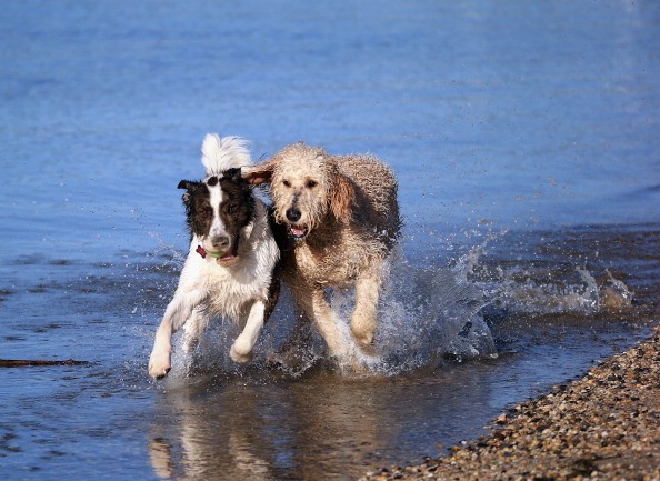 two dogs playing in the water