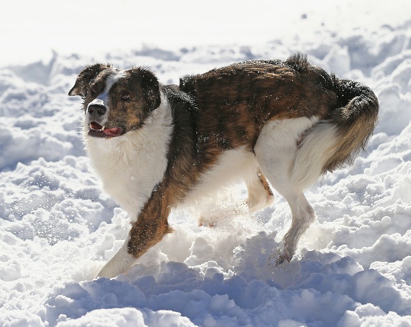 Hundar som leker i snön