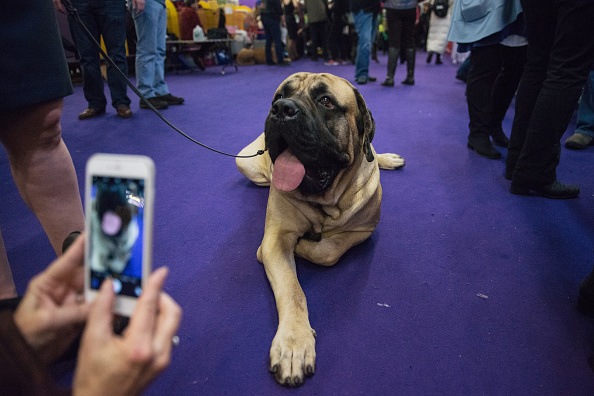 mastiffhund liggende på jorden