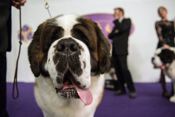 big saint Bernard dog