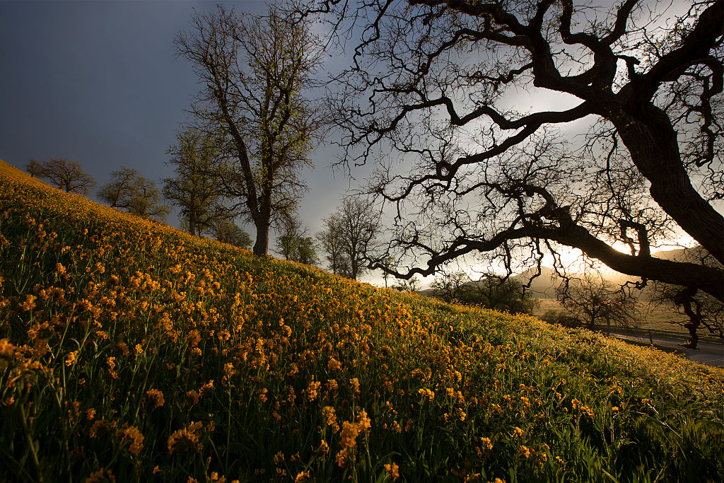 Rare 'Super Bloom' Of Wildflowers Occurs In California Desert After Heavy Rain Falls