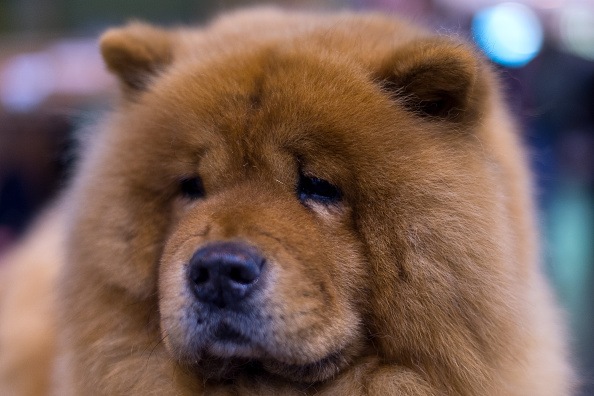 beautiful mature chow chow dog