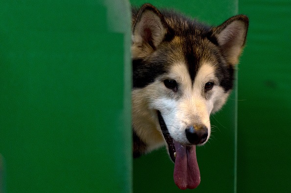 alaskan malamute dog on bench