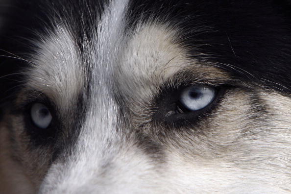 wolfhond met blauwe ogen