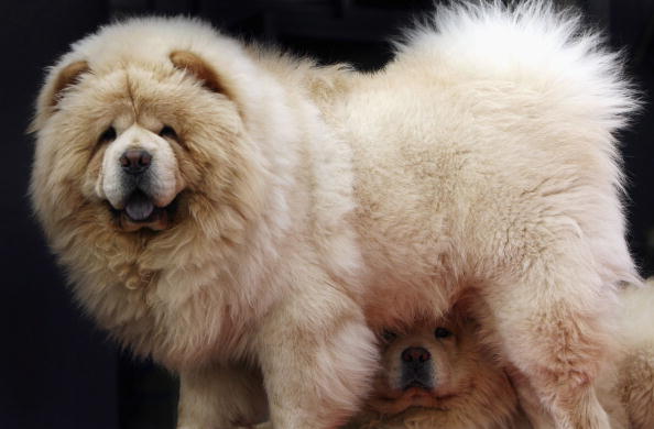 Huge chow chow hund