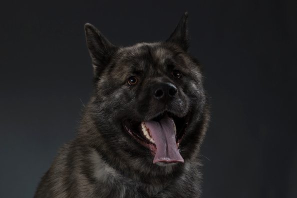 akita dog smiling