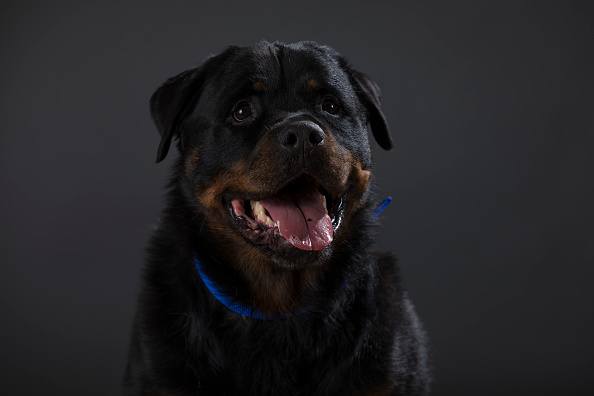 happy looking rottweiler dog